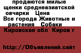 продаются милые щенки среднеазиатской овчарки › Цена ­ 30 000 - Все города Животные и растения » Собаки   . Кировская обл.,Киров г.